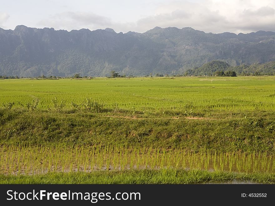 Rice Field, Laos