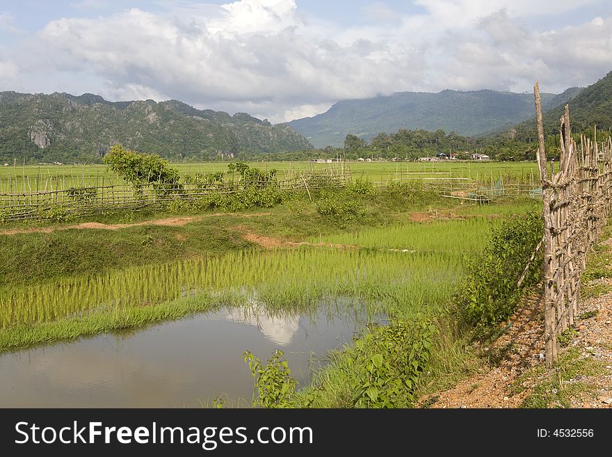 Rice Field, Laos