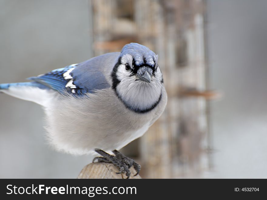 A beautiful blue jay sits for his portrait. A beautiful blue jay sits for his portrait