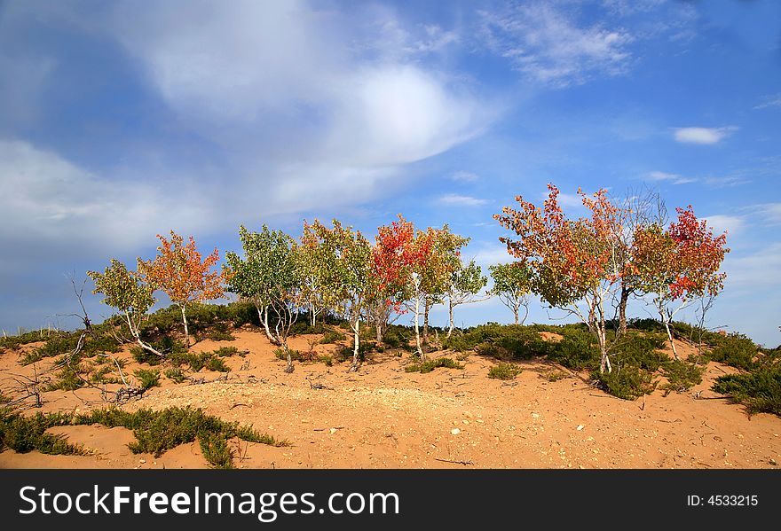 Trees in a half desert area