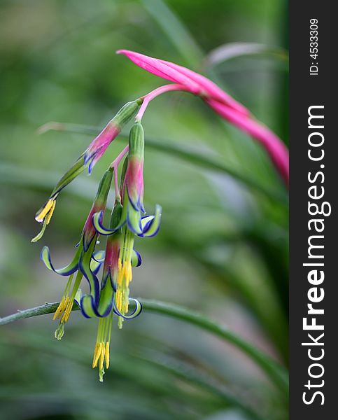 Part of beauty small tropical flower close-up