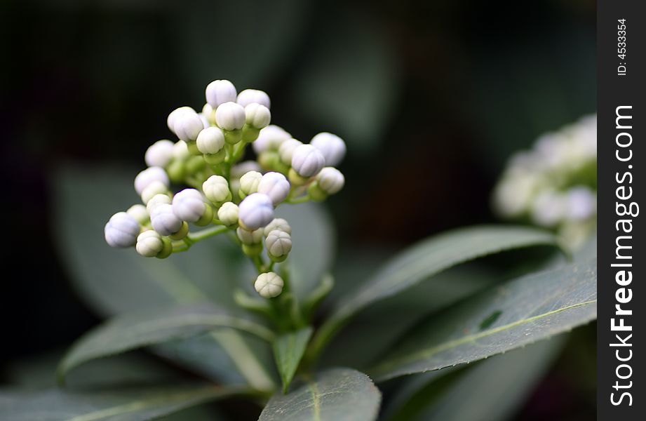 Small White Tropical Flowers