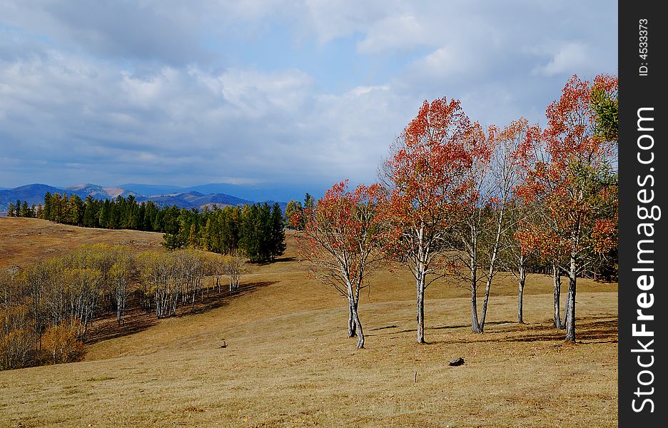 Red leave trees in automn with yellow grass meadow, white poplar trees on the left under blue sky with white clouds photed in Xinjiang, China