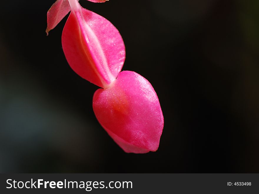 Macro of an Chinese flowering crab apple