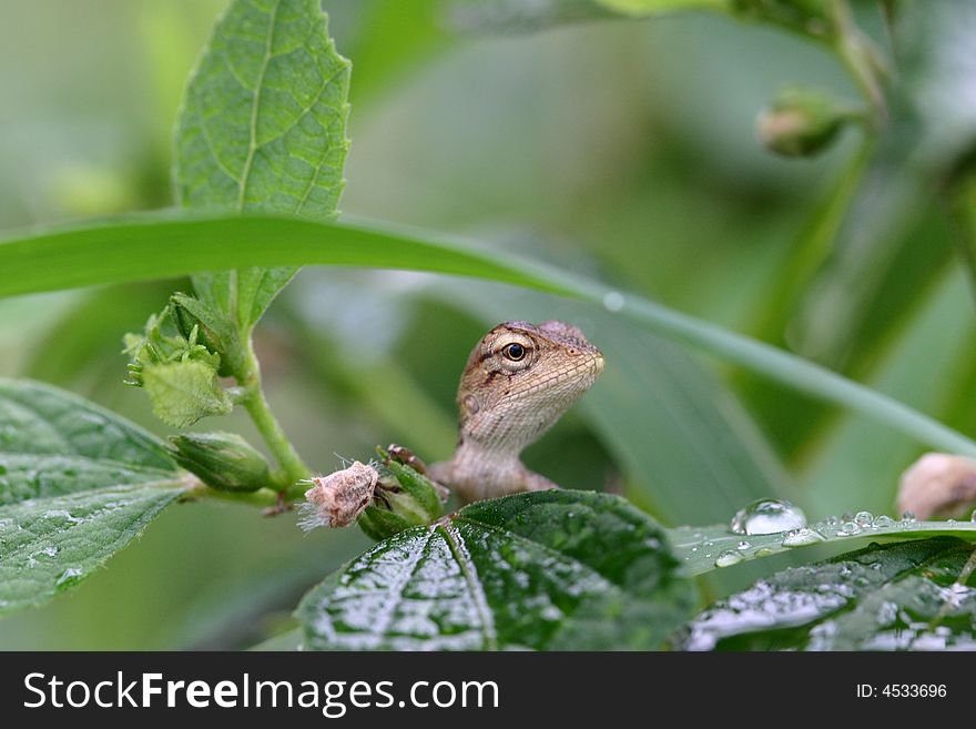 One little lizard protracts its big head to look for something