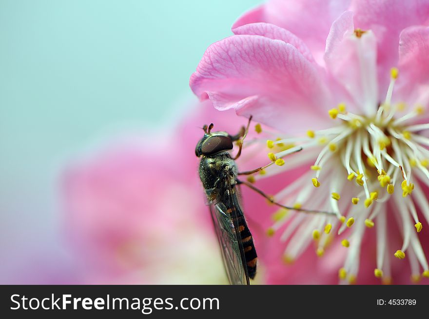 A gadfly is getting close to the beautifly peach blossom . A gadfly is getting close to the beautifly peach blossom .