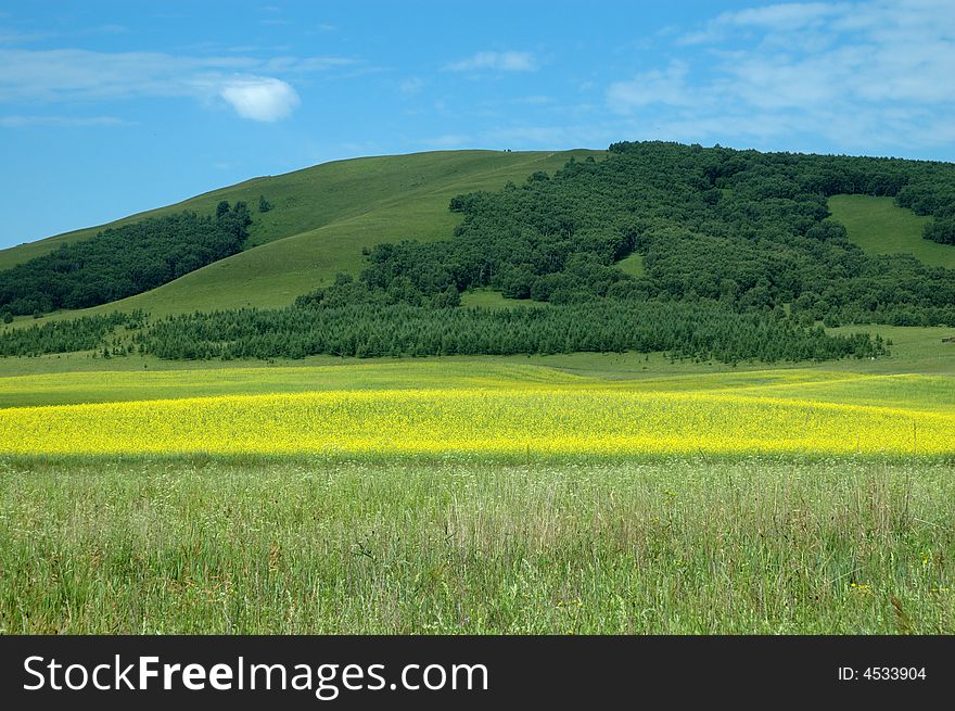 Yellow oilseed rape flower and mountain.