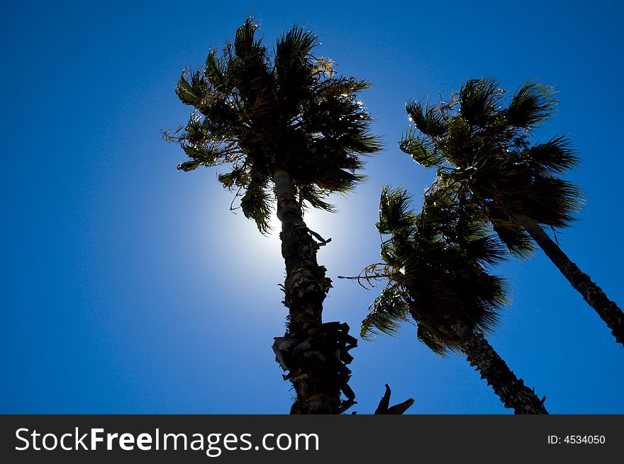 Three palm trees against sun