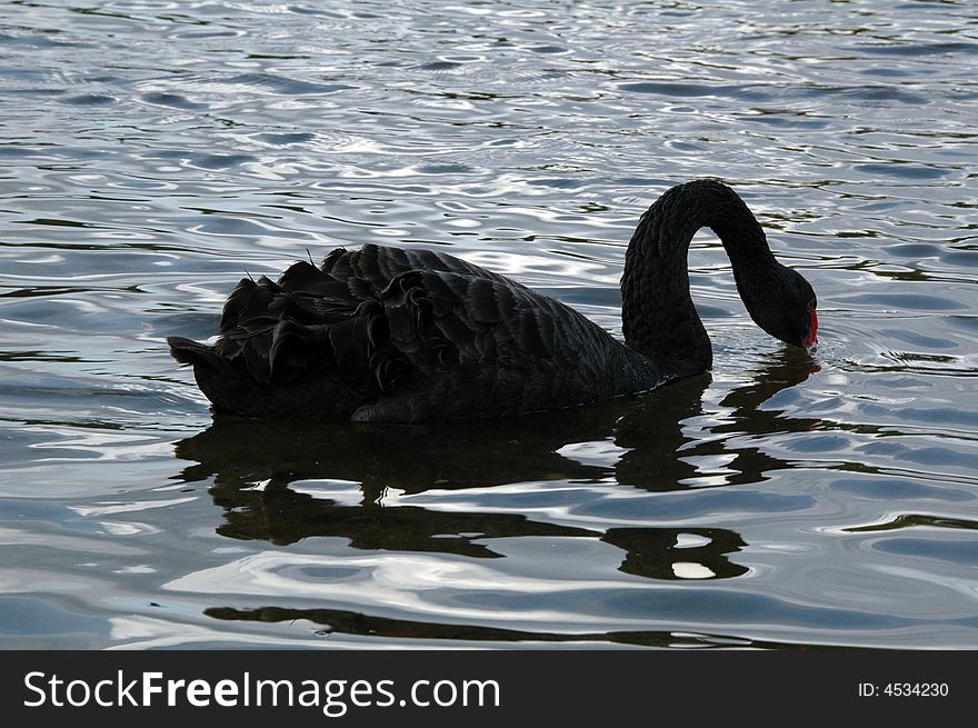 A black swan swimming in the lake.