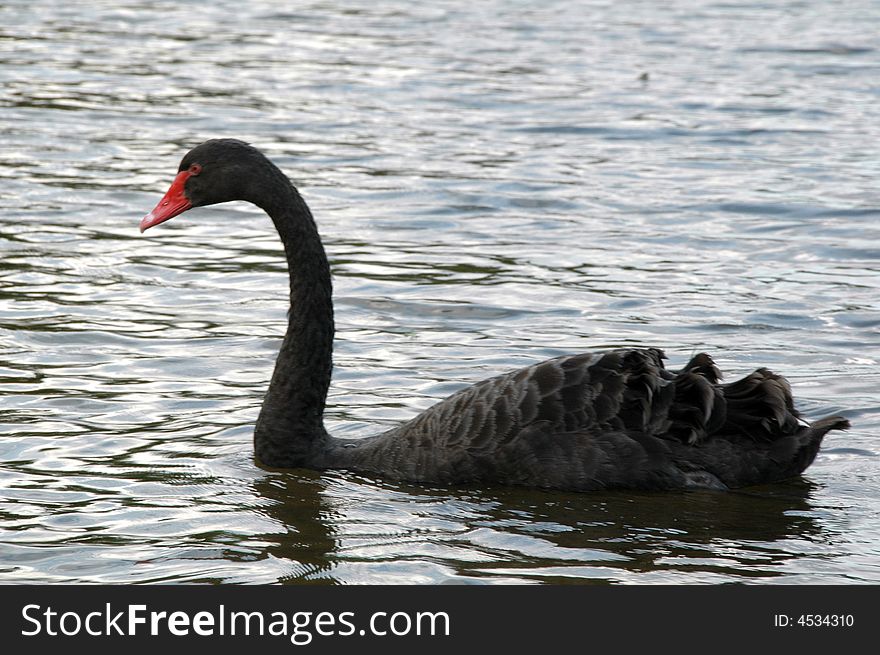 A black swan swimming in the lake.