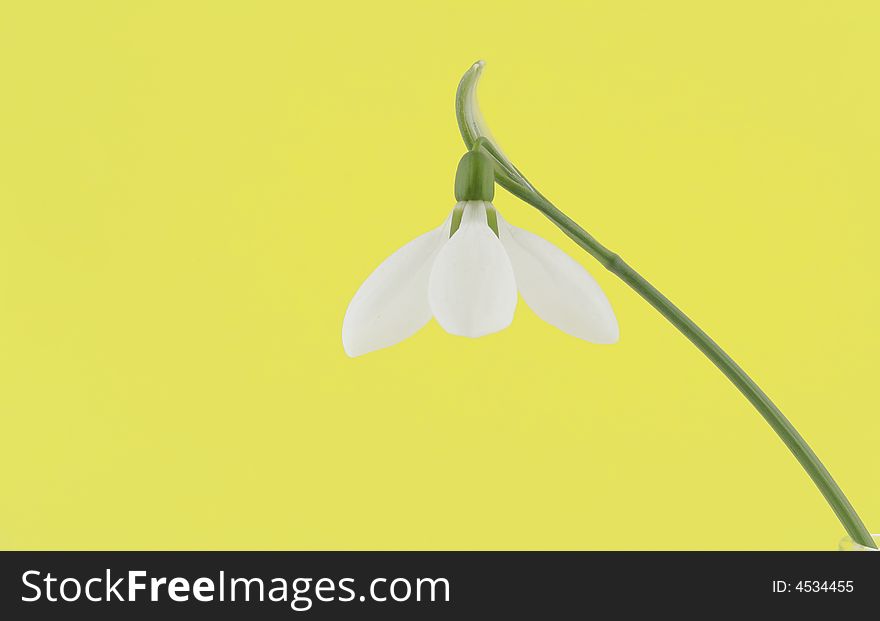 Single snowdrop in central of yellow background. Single snowdrop in central of yellow background
