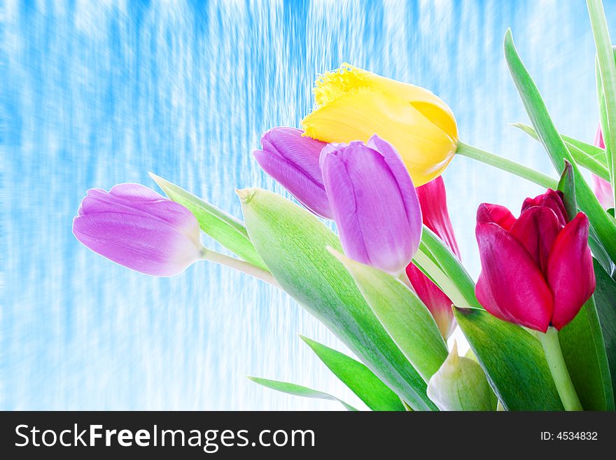 Spring tulips isolated on a white