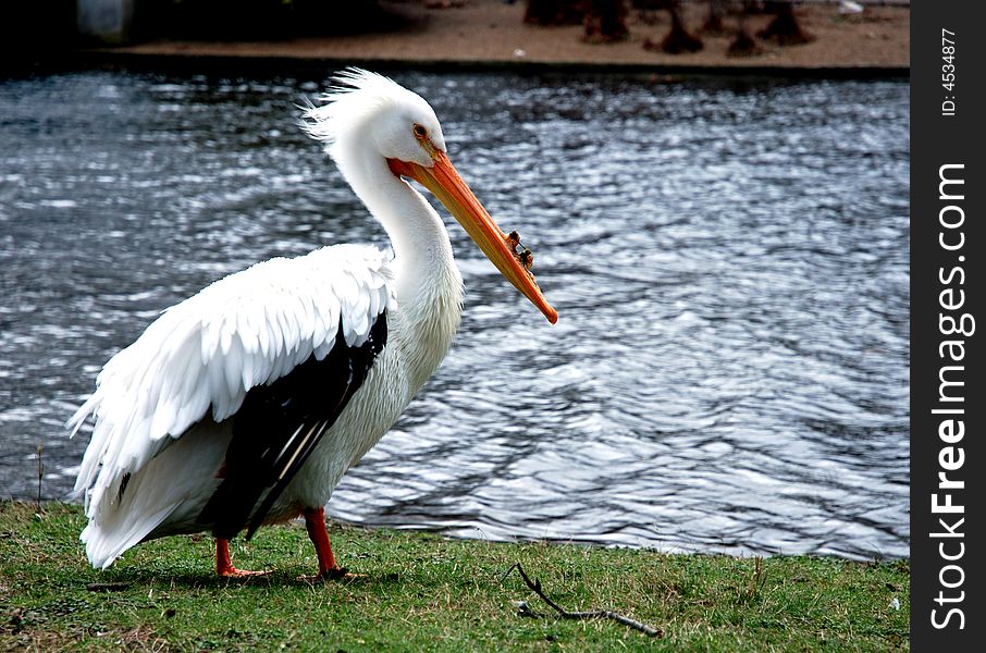 White Pelican In A Park