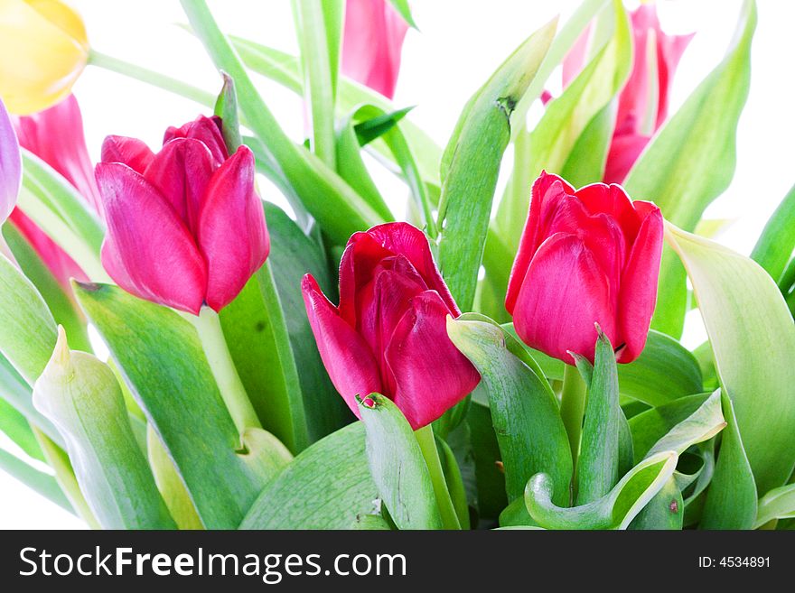 Spring tulips isolated on a white