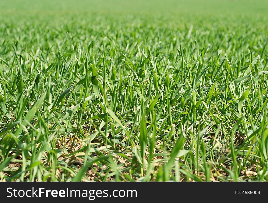 Cereal field cultivated to produce organic, healthy food.