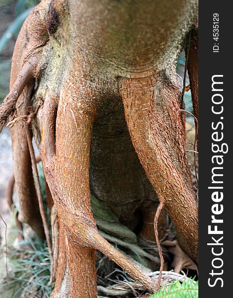 Roots of jasmine tree close-up