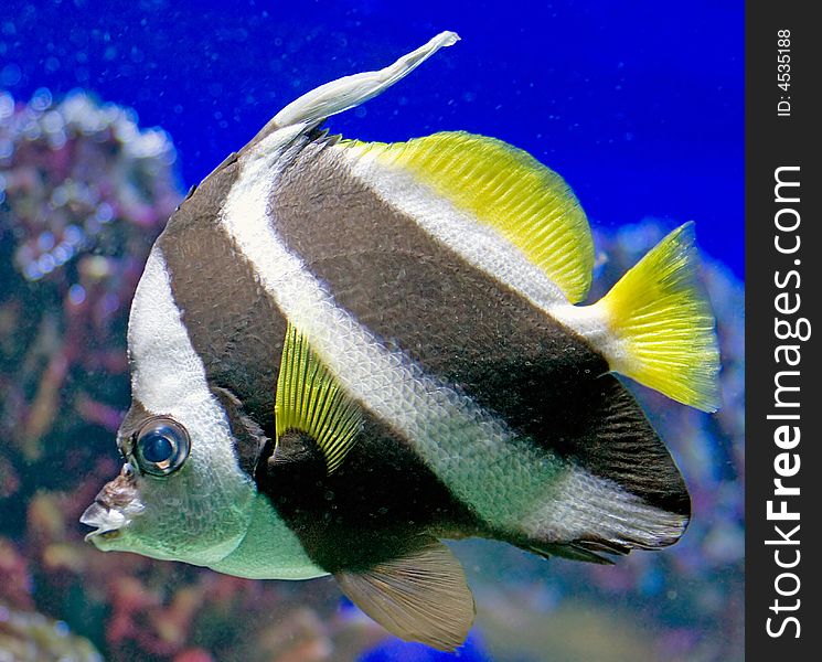 Portrait of nice striped bannerfish. Portrait of nice striped bannerfish