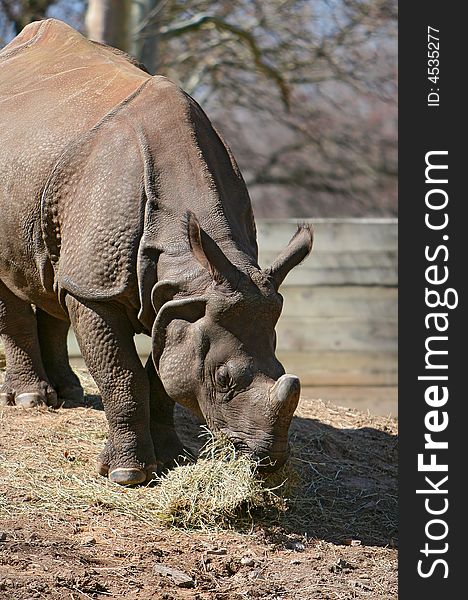 A rhinoceros eating his hay. A rhinoceros eating his hay