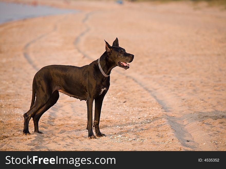 Pets series: black dog with collar on the beach. Pets series: black dog with collar on the beach