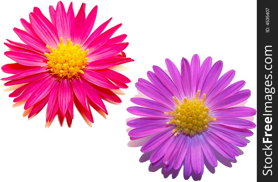 Two chrysanthemums on a white background. Two chrysanthemums on a white background