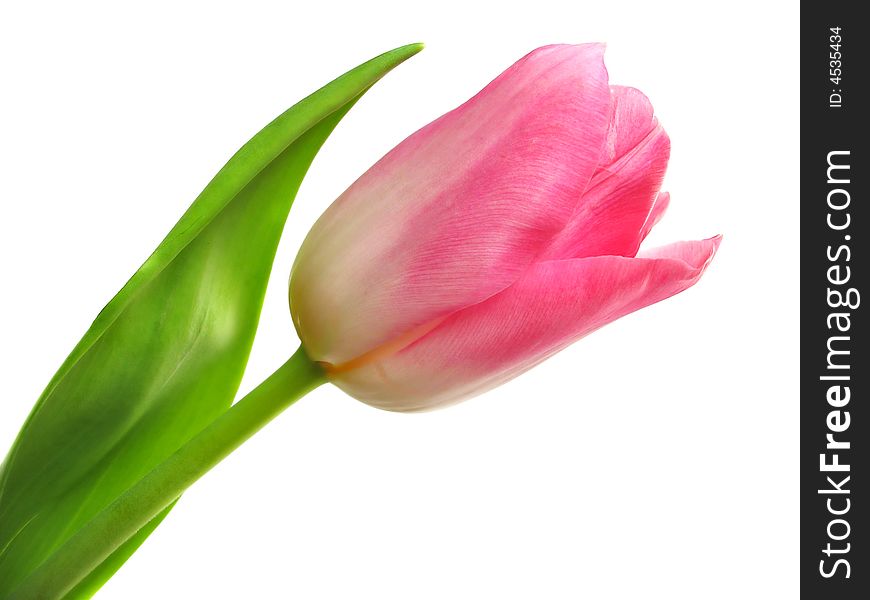 Spring tulip on white background