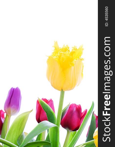 Spring Tulips Isolated On A White