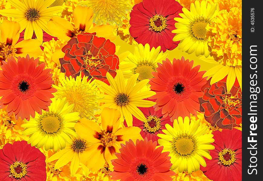 Background from yellow and red Flowers