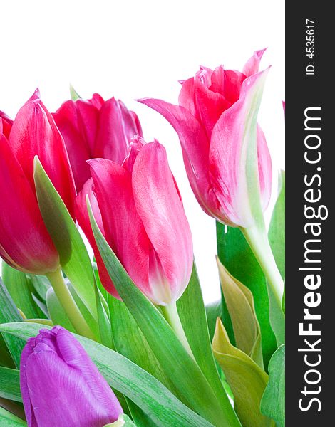 Spring Tulips Isolated On A White