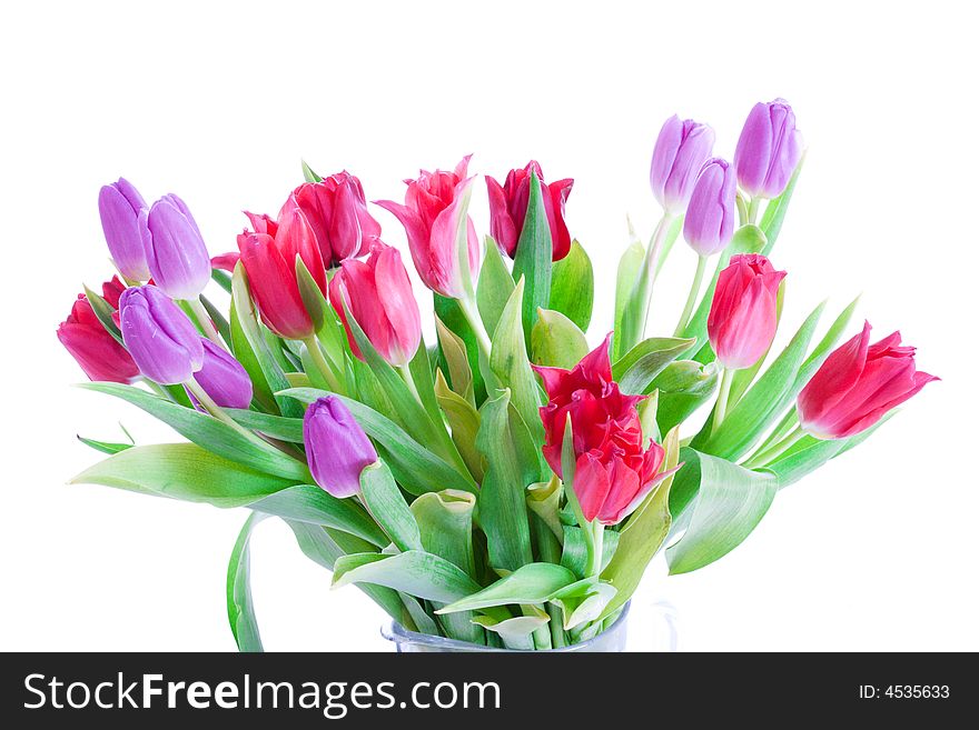 Spring tulips isolated on a white