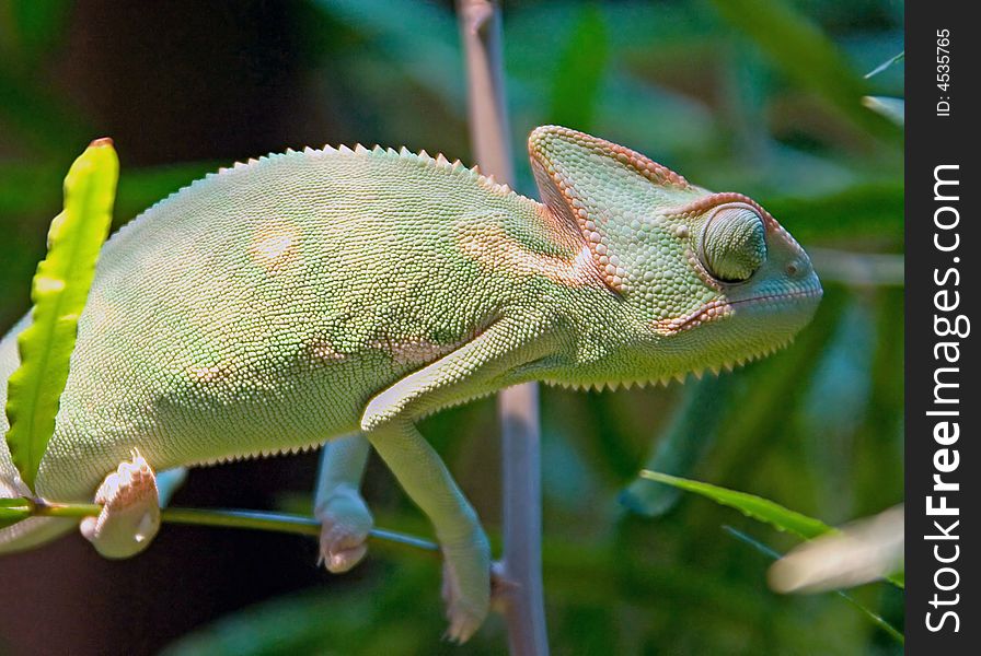 Young chameleon on the branch. Young chameleon on the branch