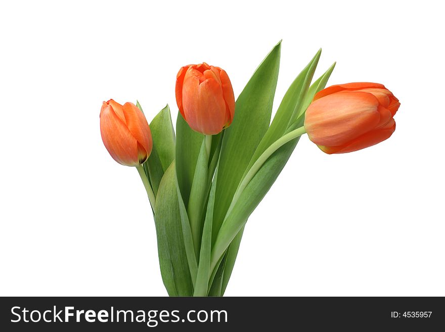 Three isolated red tulips with green leafs on white background. Three isolated red tulips with green leafs on white background