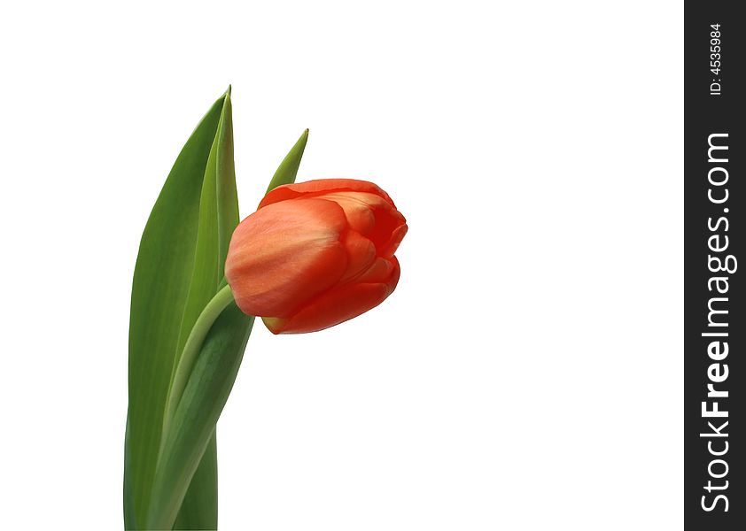 One isolated red tulip with green leafs on white background. One isolated red tulip with green leafs on white background