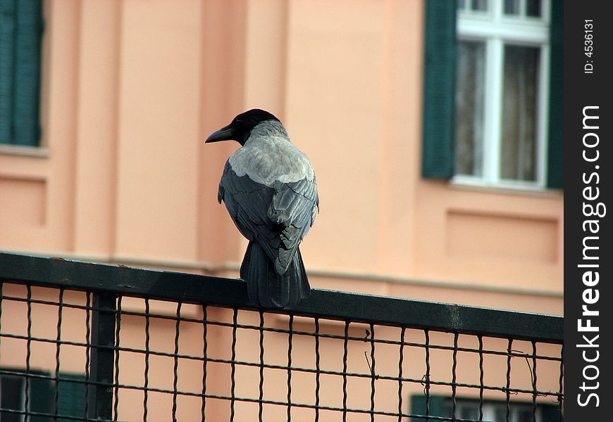 Rook on wire fence against pink background.