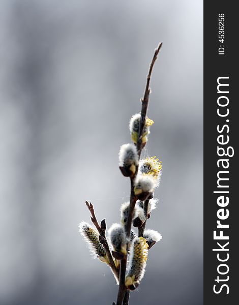 The blooming buds of Salix caprea at spring