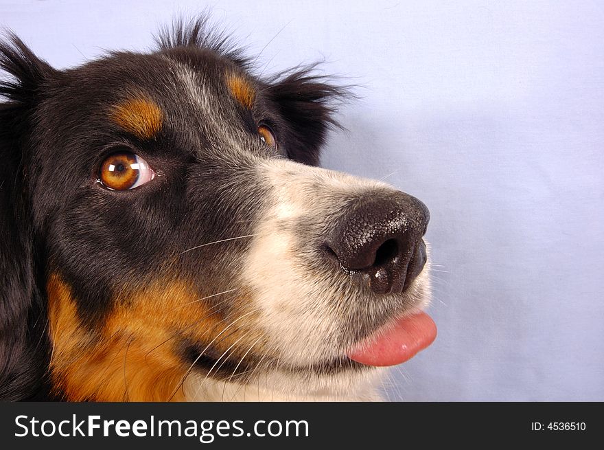 Portrait of a young dog sticking its tongue out. Portrait of a young dog sticking its tongue out
