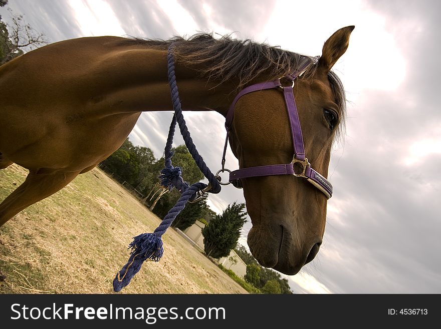 Chestnut horse closeup