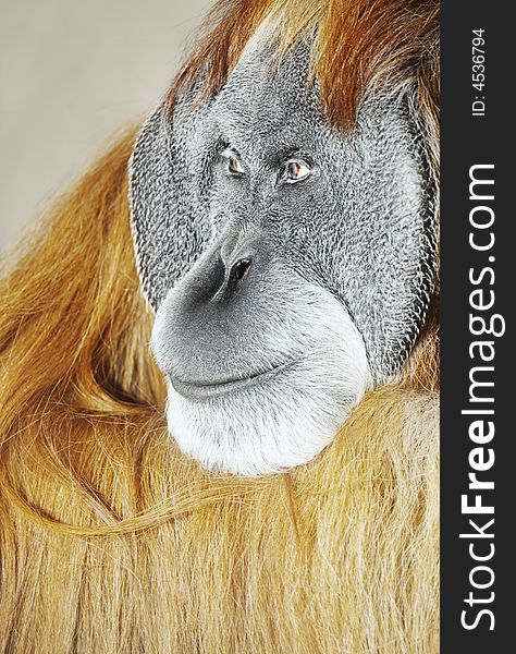 Orangutan with sadness look.(male)