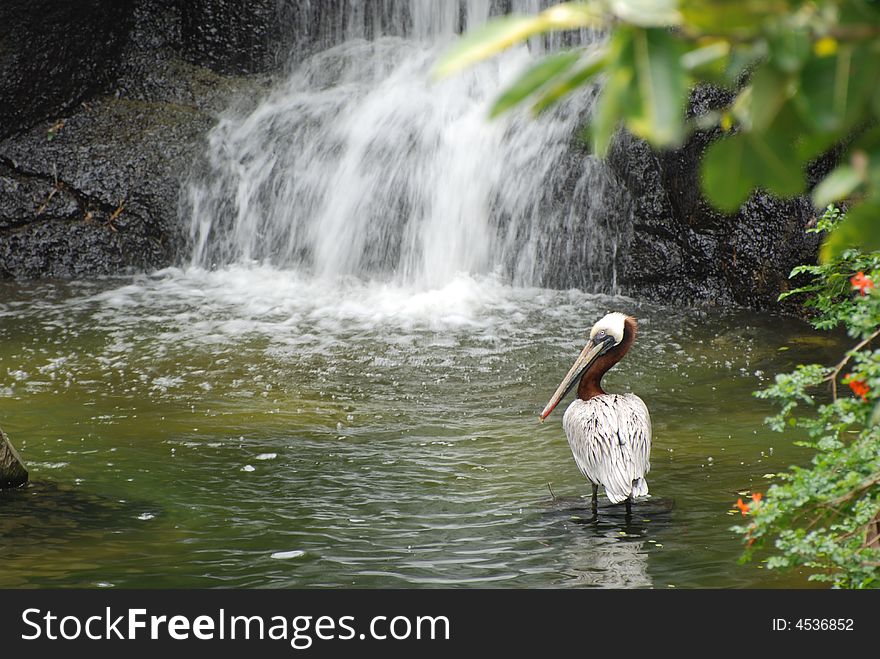 Brown pelican in front of waterfall