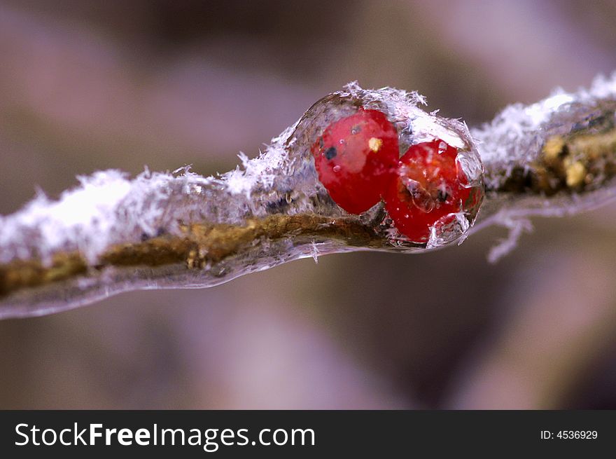 Red fruit in love covered by snow and ice. Red fruit in love covered by snow and ice