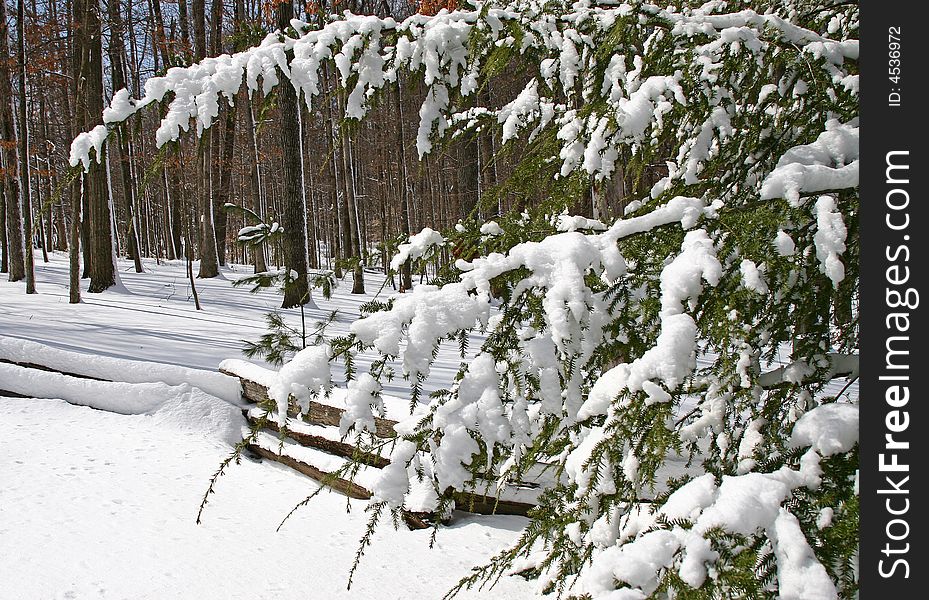 An evergreen tree and a wooden rail fence covered with snow. An evergreen tree and a wooden rail fence covered with snow