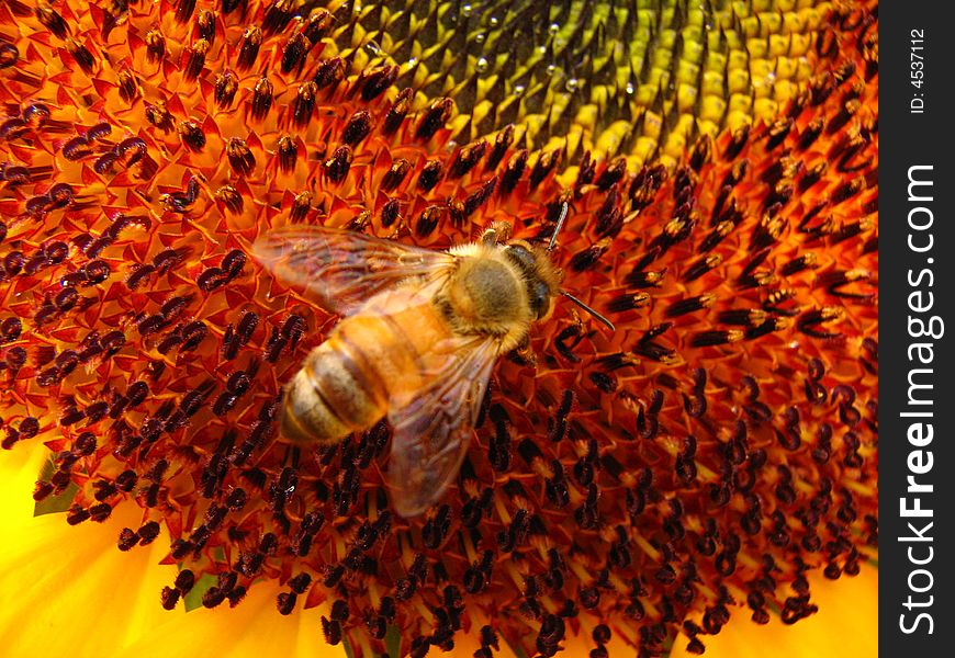 Bee collecting pollen from a sunflower. Bee collecting pollen from a sunflower