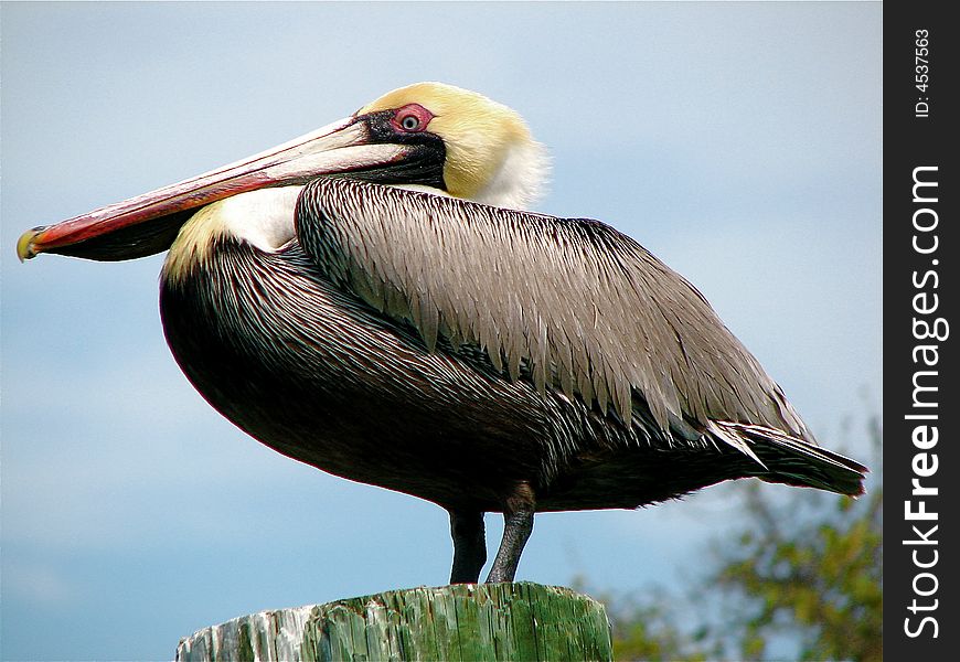 Pelican in a pier Key largo, Florida