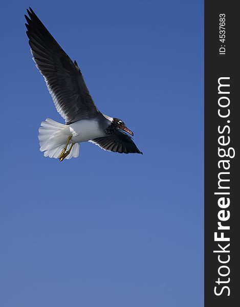 Seagull in the blue sky