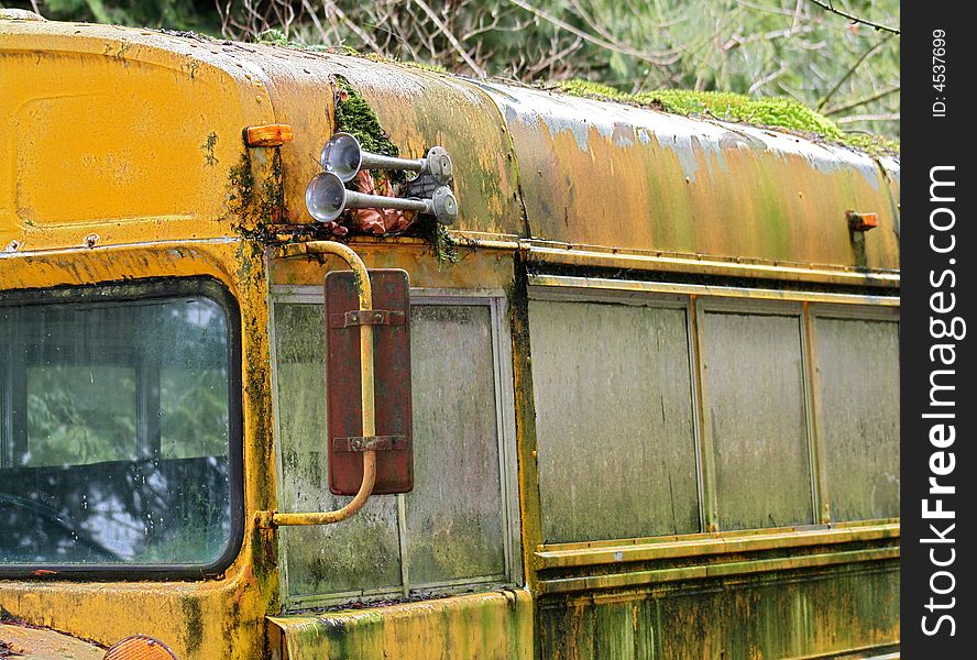 Old, yellow, bus, moss growing on top, with chrome air horns. Old, yellow, bus, moss growing on top, with chrome air horns