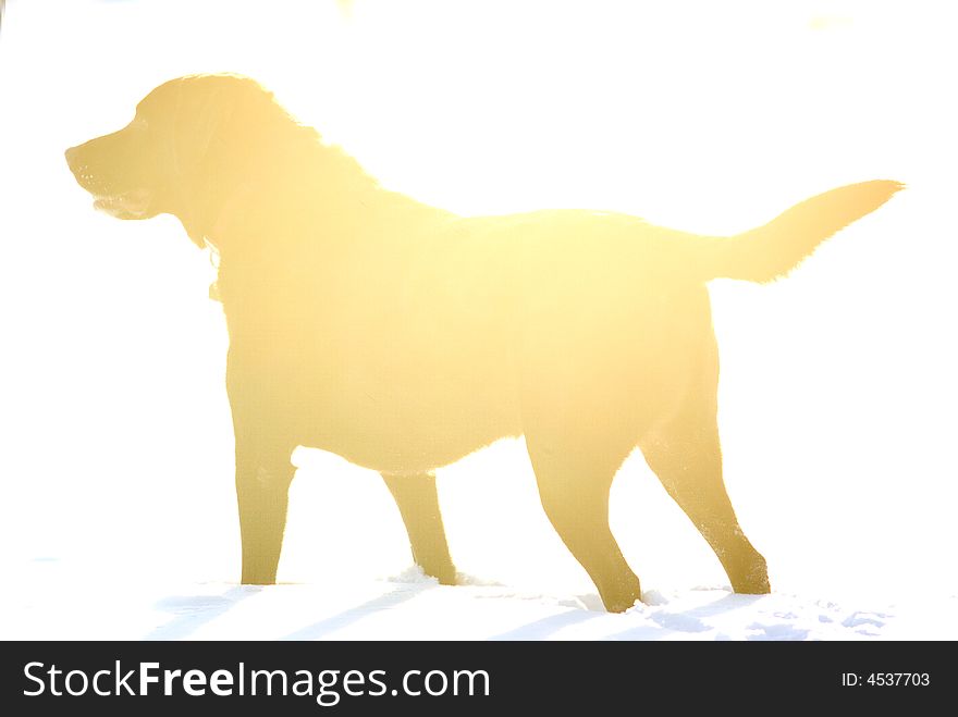 A dog backlit by the sunset in the snow at a park at attention. A dog backlit by the sunset in the snow at a park at attention