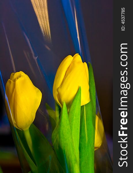 Yellow tulips in reflecting plastic wrapping
