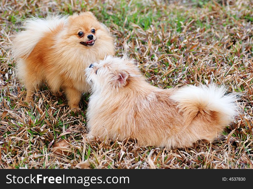 Two Puppies Playing