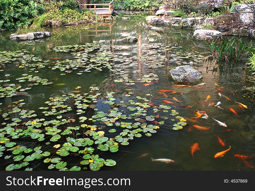 An apartment block garden of traditional Chinese style,with garden pond,kois,brocaded fishes,rocks,rockeries and water plants.