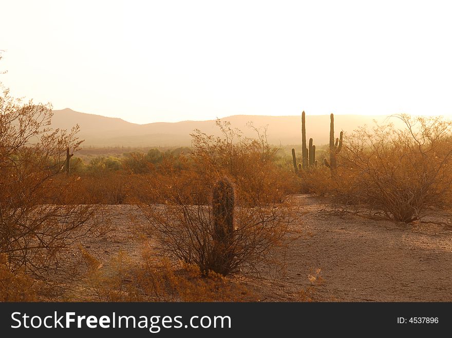 Golden sunlight of the early morning on the Sonoran desert. Golden sunlight of the early morning on the Sonoran desert