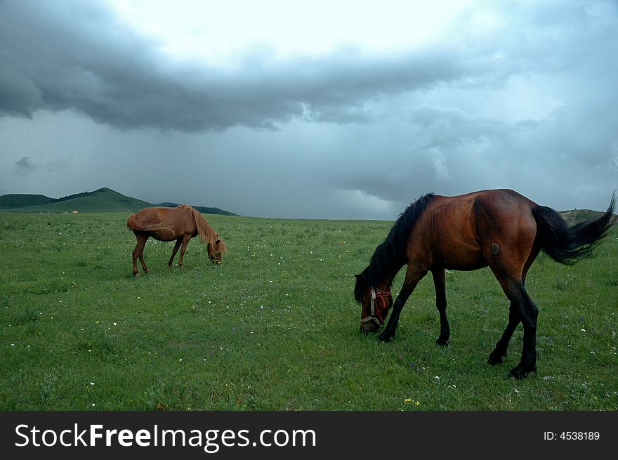 Two horses eating green grass with nice view